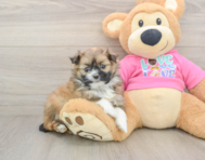 5 week old Shih Pom Puppy For Sale - Florida Fur Babies