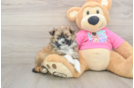 Fluffy Shih Pom Designer Pup