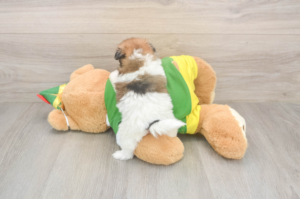 Shih Pom Puppy for Adoption