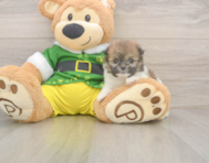 5 week old Shih Pom Puppy For Sale - Florida Fur Babies
