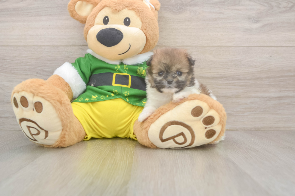 5 week old Shih Pom Puppy For Sale - Florida Fur Babies