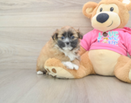 5 week old Shih Pom Puppy For Sale - Florida Fur Babies