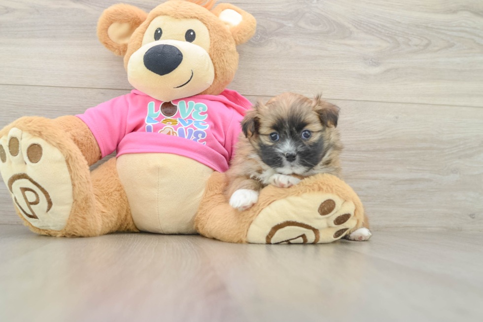 Hypoallergenic Pomtzu Designer Puppy
