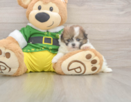 5 week old Shih Pom Puppy For Sale - Florida Fur Babies