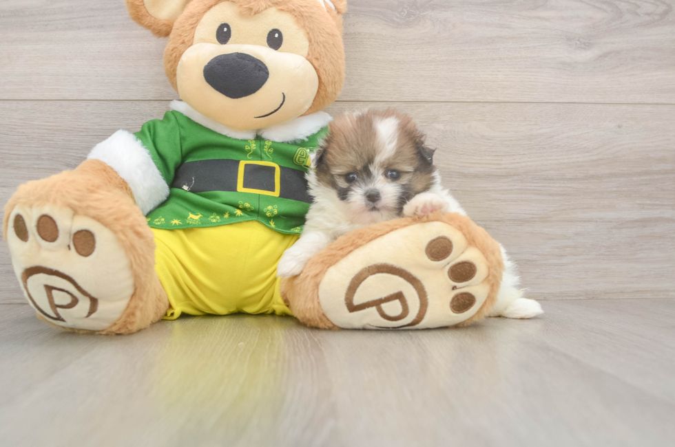 5 week old Shih Pom Puppy For Sale - Florida Fur Babies