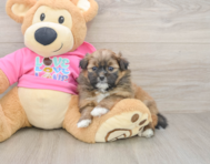 8 week old Shih Pom Puppy For Sale - Florida Fur Babies