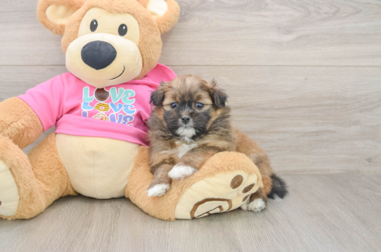 Best Shih Pom Baby