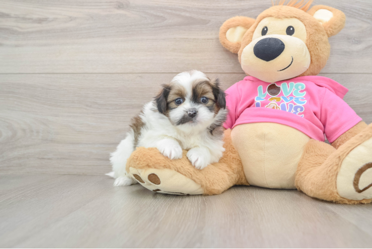 Little Pomeranian Shih Tzu Mix Designer Puppy