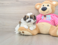 9 week old Shih Pom Puppy For Sale - Florida Fur Babies
