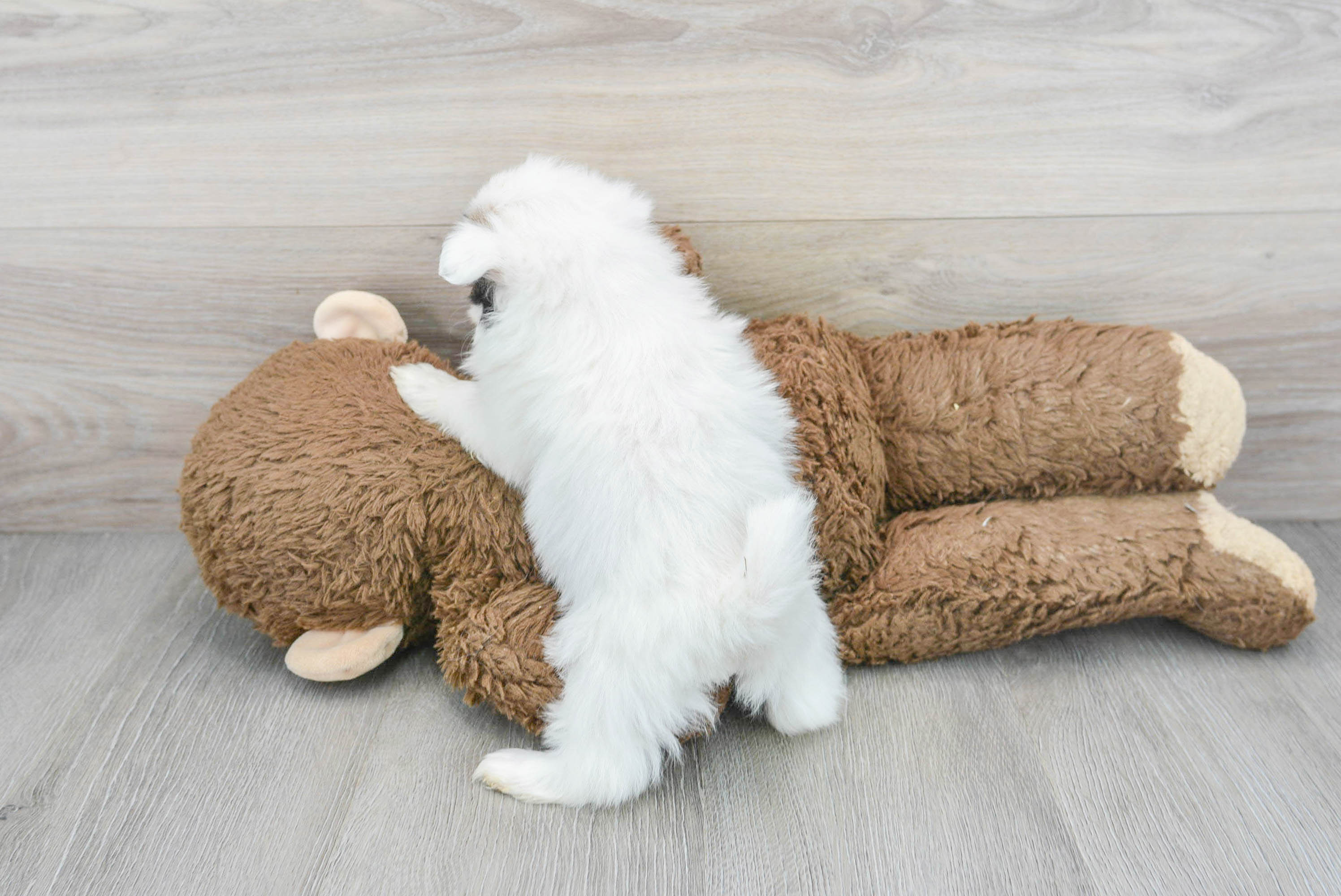 Cute Shih Pom Dip-N-Dot: 2lb 11oz Designer Puppy