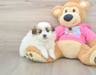 5 week old Shih Pom Puppy For Sale - Florida Fur Babies