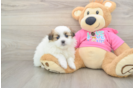 Shih Pom Puppy for Adoption