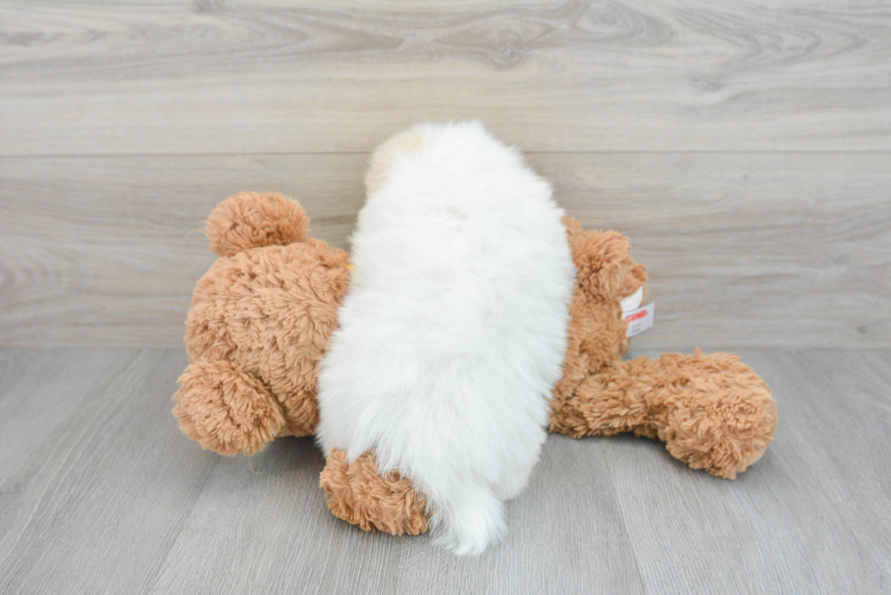 Best Shih Pom Baby