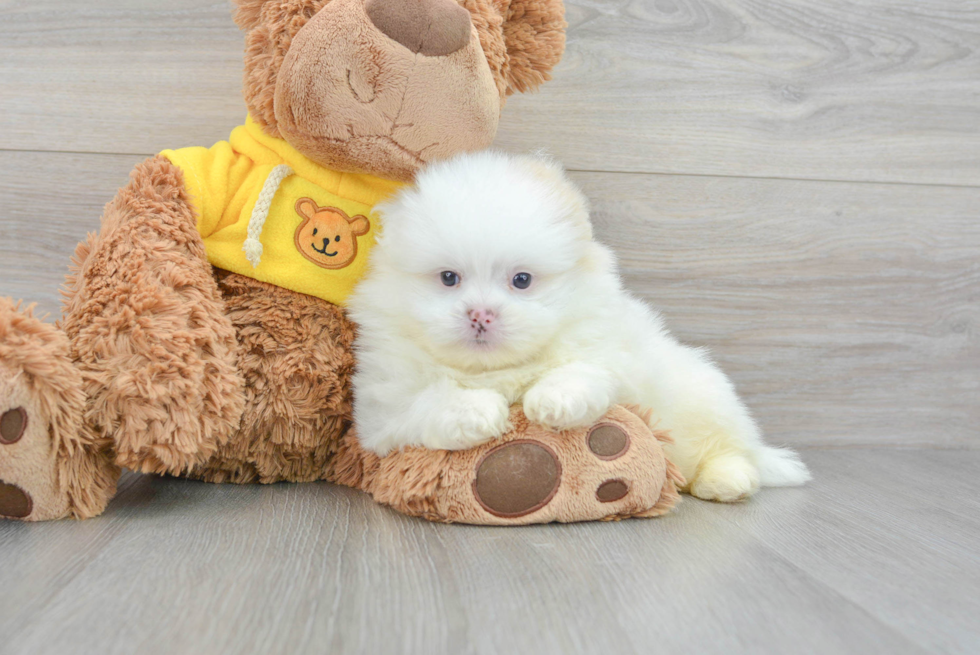 Funny Shih Pom Designer Pup