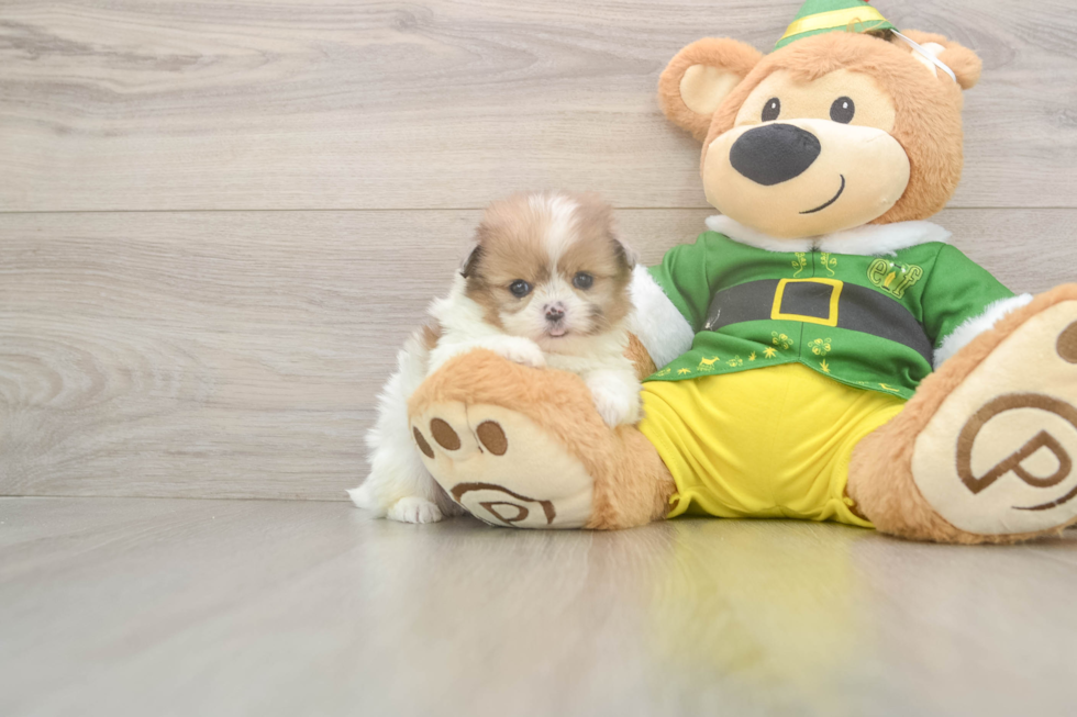 Adorable Pomshi Designer Puppy
