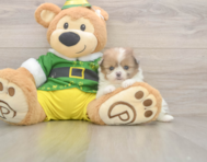 5 week old Shih Pom Puppy For Sale - Florida Fur Babies