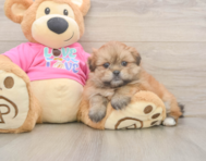 5 week old Shih Pom Puppy For Sale - Florida Fur Babies