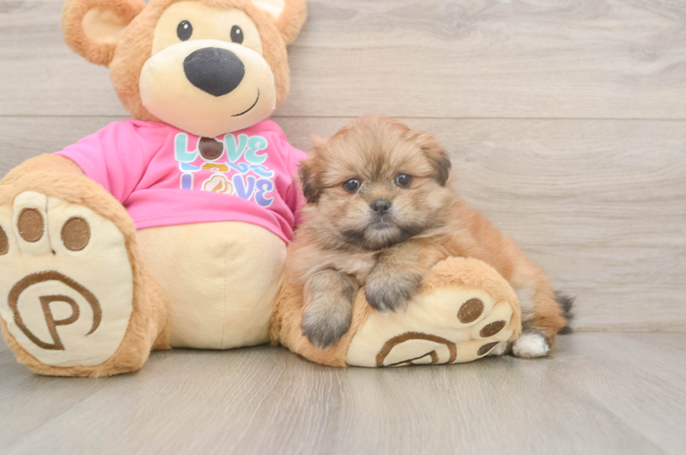 5 week old Shih Pom Puppy For Sale - Florida Fur Babies