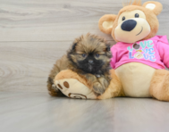 6 week old Shih Pom Puppy For Sale - Florida Fur Babies