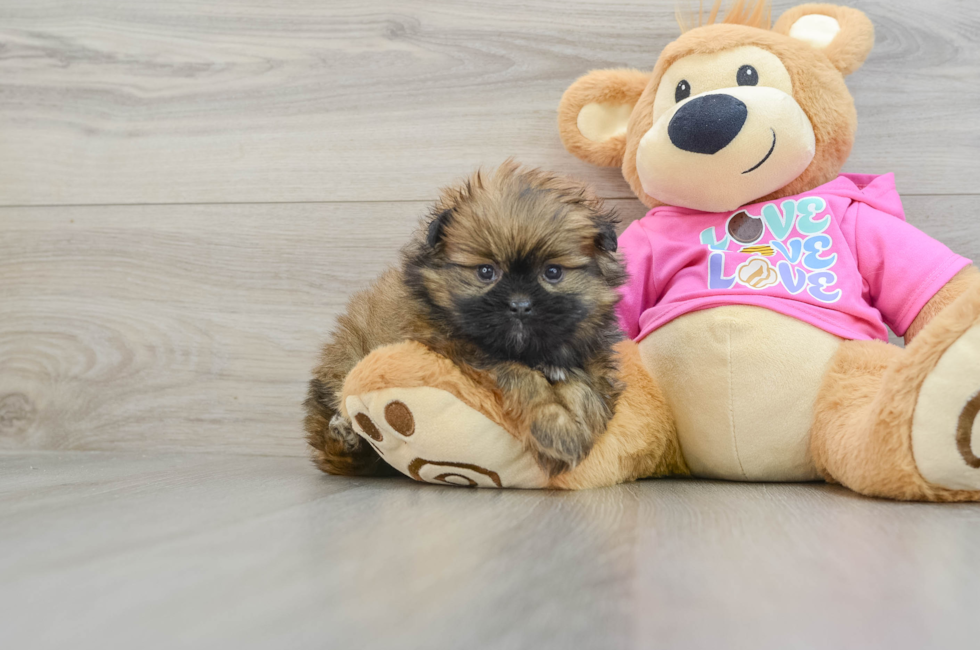 5 week old Shih Pom Puppy For Sale - Florida Fur Babies