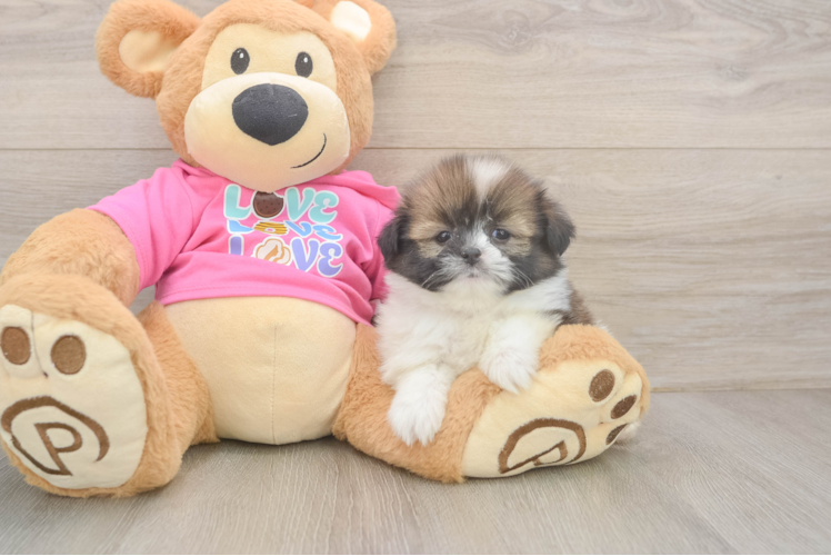 Shih Pom Puppy for Adoption