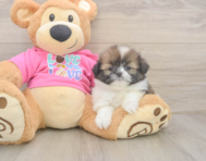 5 week old Shih Pom Puppy For Sale - Florida Fur Babies