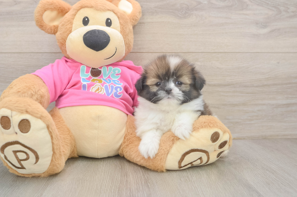 5 week old Shih Pom Puppy For Sale - Florida Fur Babies