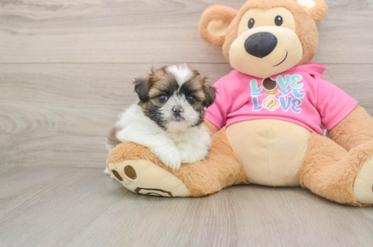 Adorable Pomtzu Designer Puppy