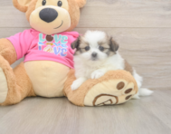 5 week old Shih Pom Puppy For Sale - Florida Fur Babies