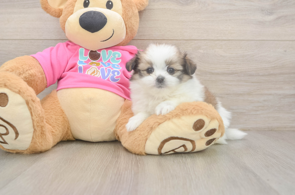 5 week old Shih Pom Puppy For Sale - Florida Fur Babies