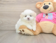 5 week old Shih Pom Puppy For Sale - Florida Fur Babies