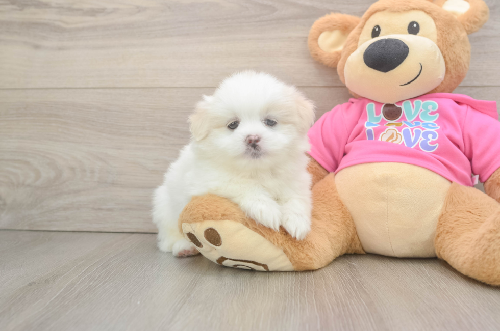 5 week old Shih Pom Puppy For Sale - Florida Fur Babies