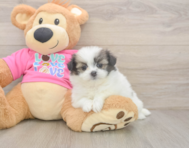 5 week old Shih Pom Puppy For Sale - Florida Fur Babies