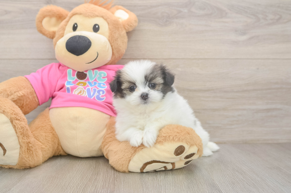 5 week old Shih Pom Puppy For Sale - Florida Fur Babies