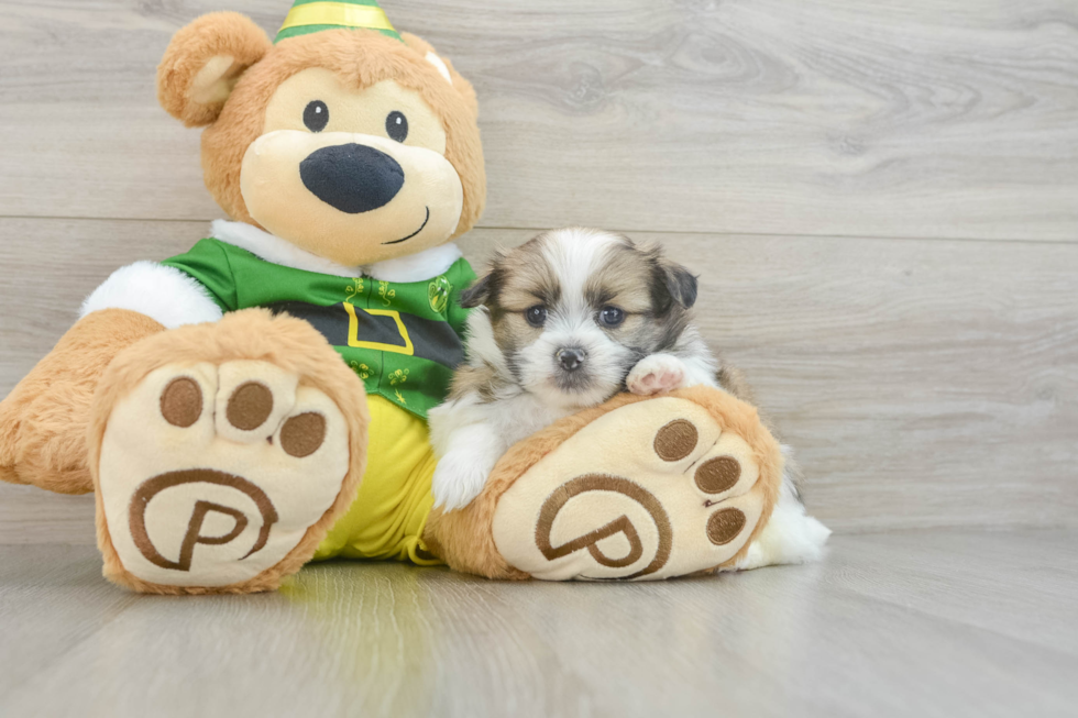 Shih Pom Pup Being Cute