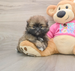 5 week old Shih Pom Puppy For Sale - Florida Fur Babies
