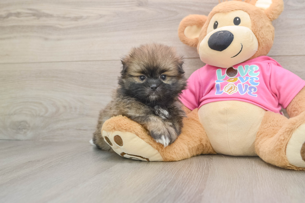 Friendly Shih Pom Baby