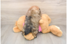Shih Pom Pup Being Cute