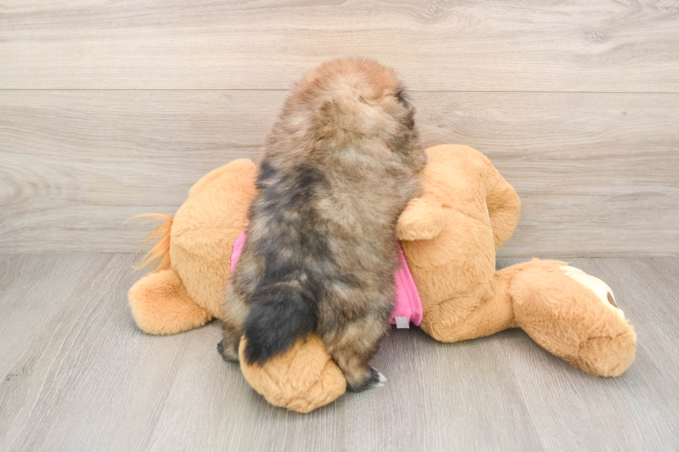 Shih Pom Pup Being Cute