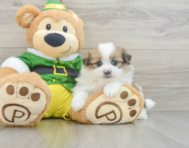 5 week old Shih Pom Puppy For Sale - Florida Fur Babies