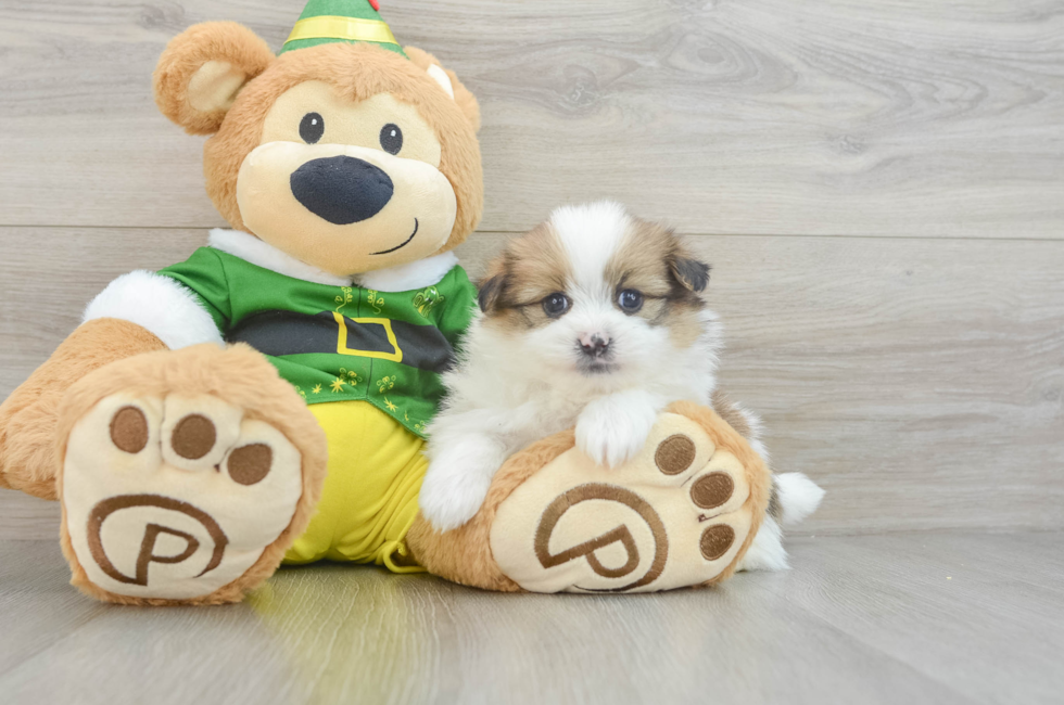 5 week old Shih Pom Puppy For Sale - Florida Fur Babies