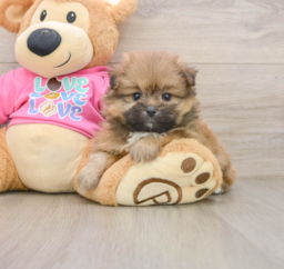 5 week old Shih Pom Puppy For Sale - Florida Fur Babies