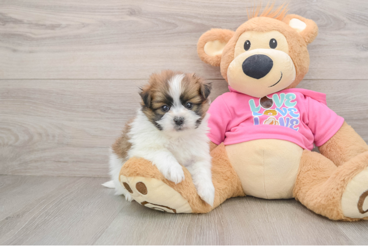 Shih Pom Puppy for Adoption