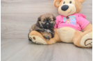 Shih Pom Puppy for Adoption