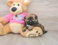 7 week old Shih Pom Puppy For Sale - Florida Fur Babies