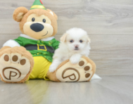 6 week old Shih Pom Puppy For Sale - Florida Fur Babies