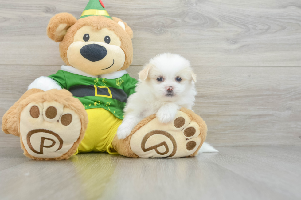 5 week old Shih Pom Puppy For Sale - Florida Fur Babies