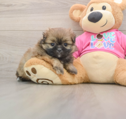 5 week old Shih Pom Puppy For Sale - Florida Fur Babies