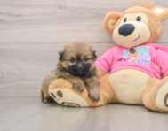 6 week old Shih Pom Puppy For Sale - Florida Fur Babies