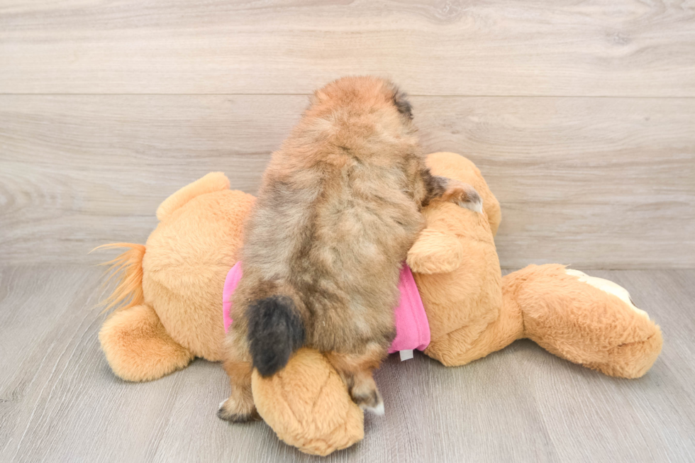 Hypoallergenic Pom Tzu Designer Puppy